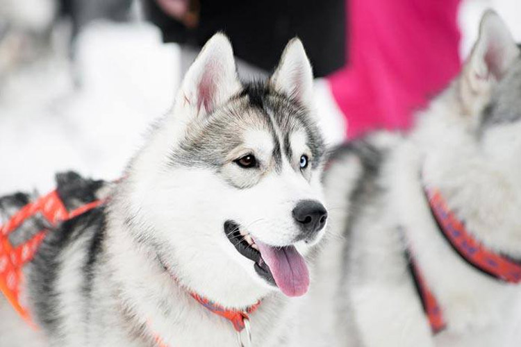 husky