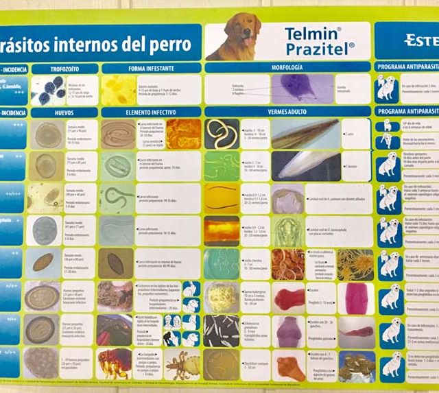 Centro Veterinario Playafels veterinaria 5